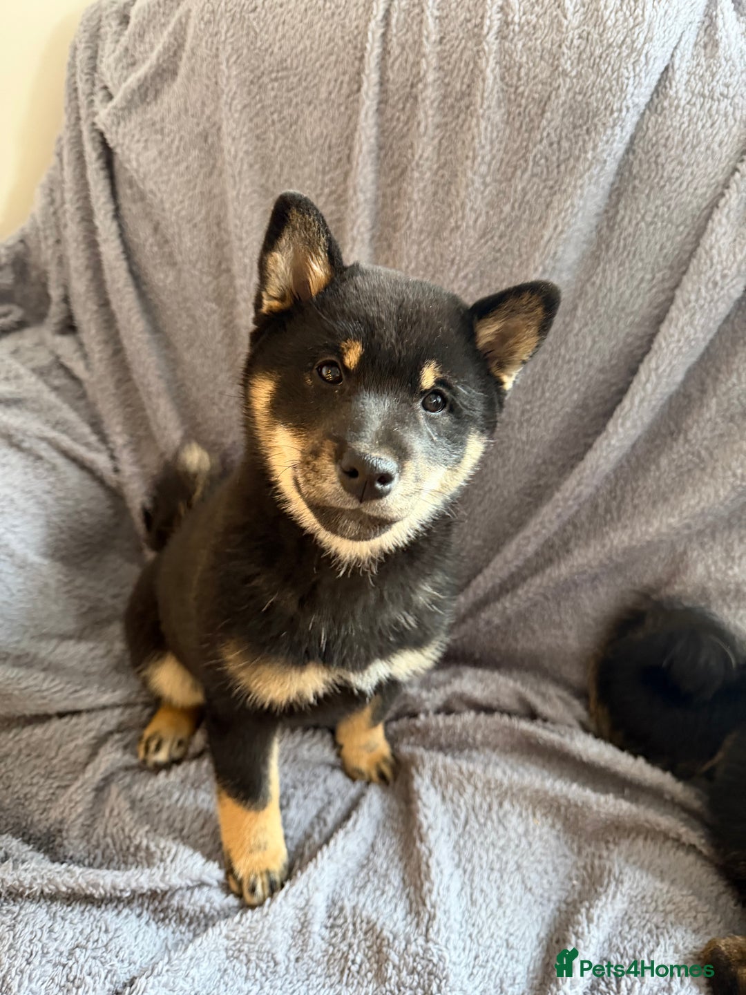 Japanese Shiba Inu dogs for sale: Japanese Shiba Inu  - Advert 12