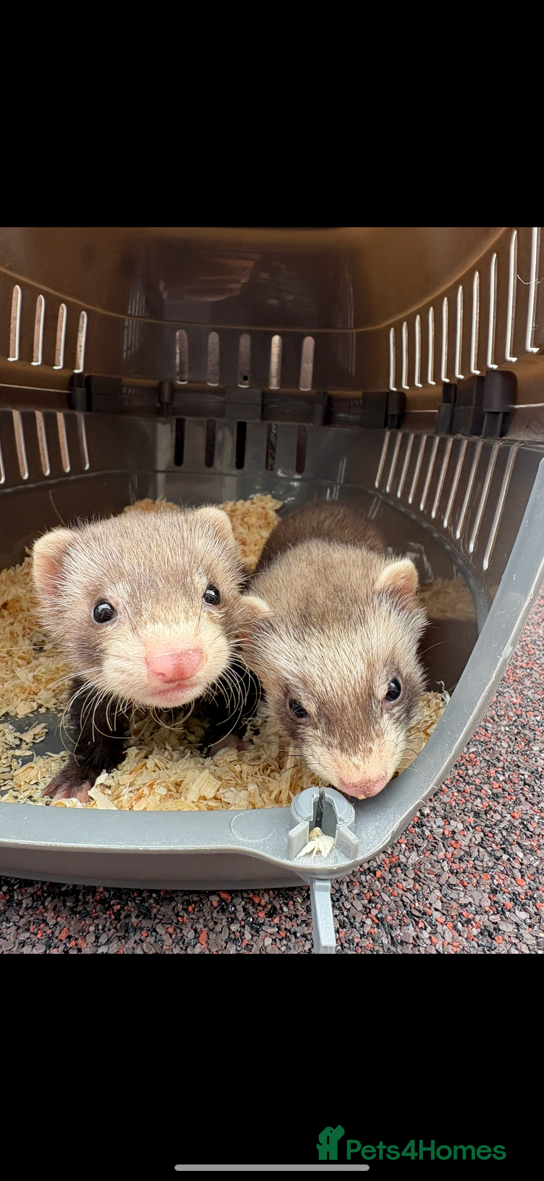 Ferret rodents for sale: Two female ferrets  - Advert 2