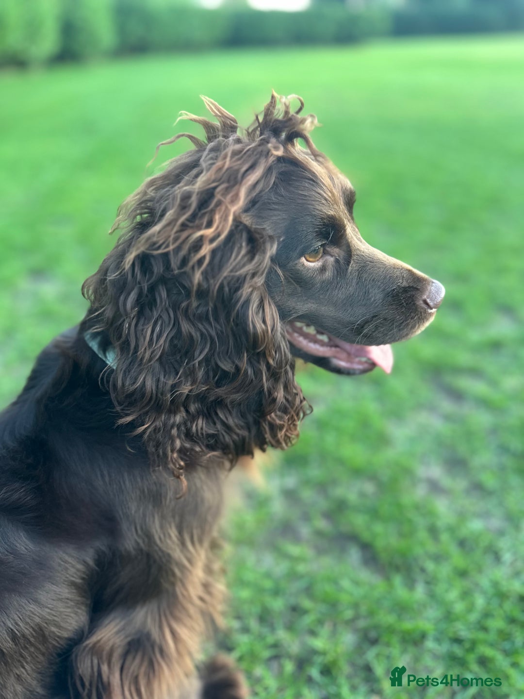 Cocker Spaniel dogs for stud: Milo for STUD - Advert 1