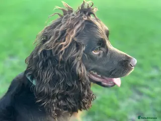 Cocker Spaniel dogs Milo for STUD - Advert 10