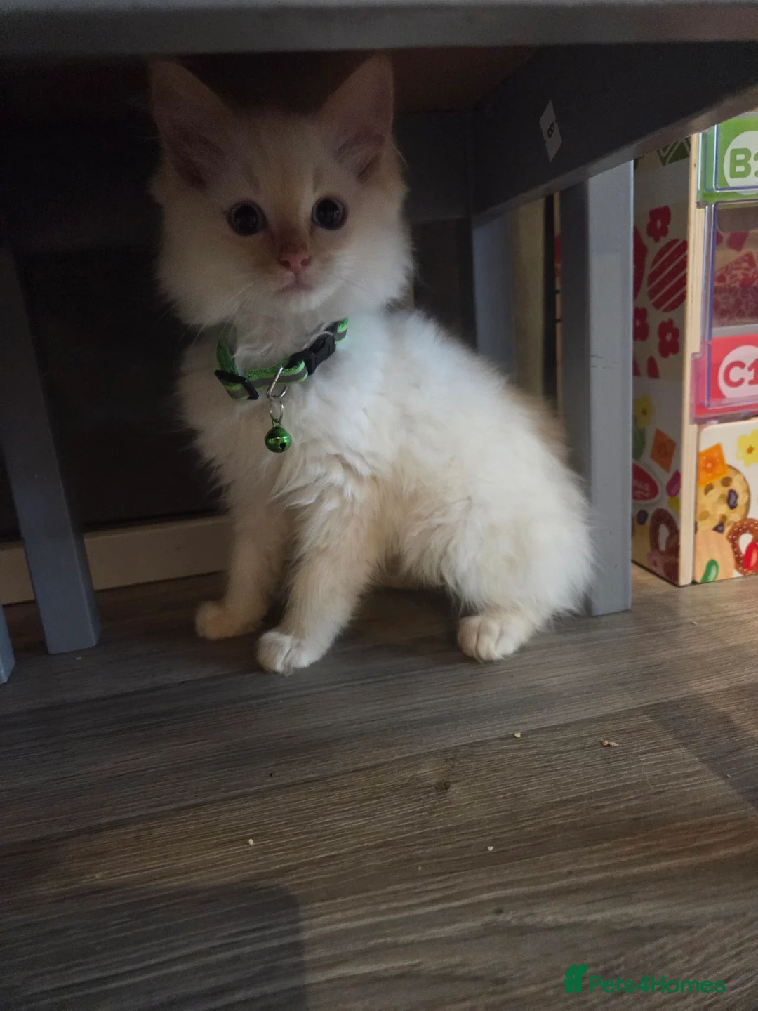Ragdoll cats for sale: Ragdoll babies - Advert 5