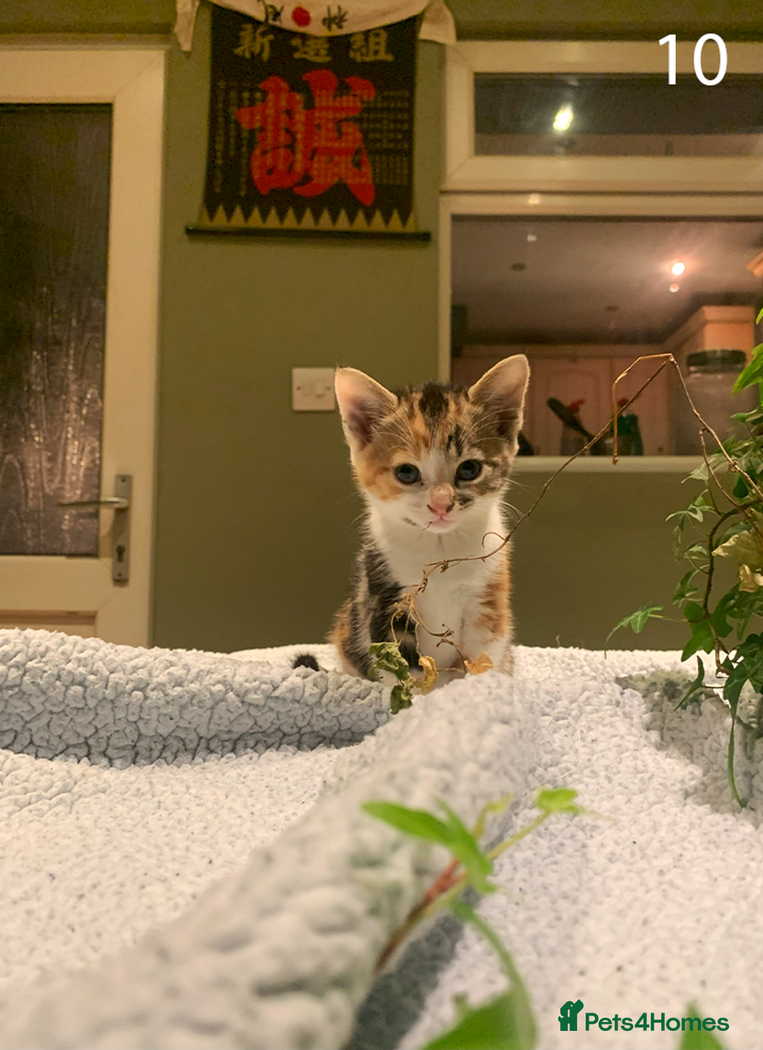Mixed Breed cats for sale: KITTENS! Batch of cuties for sale in Basinsgtoke - Image 16