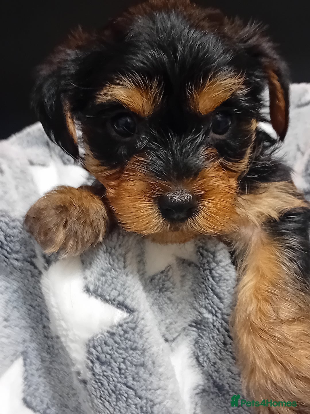 Yorkshire Terrier dogs for sale: Yorkshire Terrier Puppies 2 Boys and 1 Girl - Advert 16