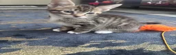 Toybob cats for sale: Tabby Kitten 2months old  in Glasgow - Advert 3