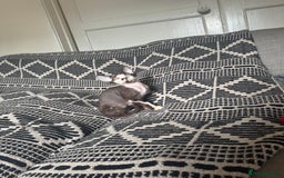 Devon Rex cats for sale: 1 girl left Devon Rex Kittens – Exceptional Type  in Stamford - Image 29