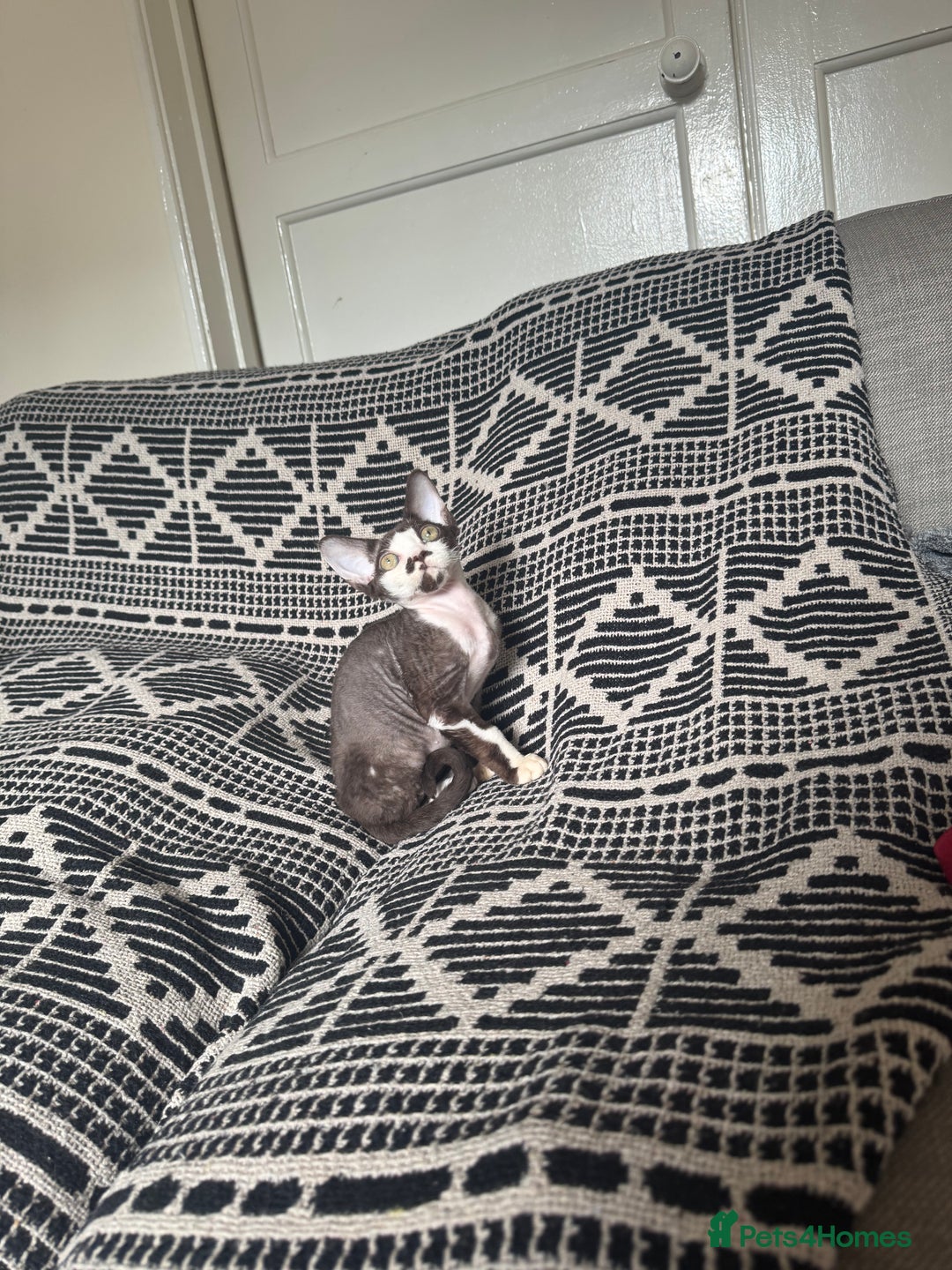 Devon Rex cats for sale: 1 girl left Devon Rex Kittens – Exceptional Type  in Stamford - Image 29