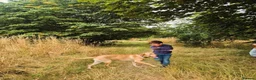 Labrador Retriever dogs for sale: Labrador Retriever Rehome - Advert 3
