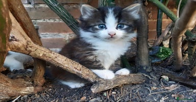 Mixed Breed cats - Advert 8