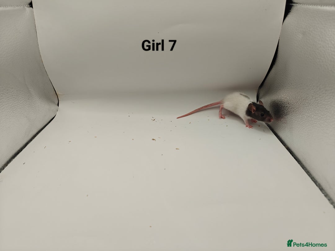 Rat rodents for sale: JAN: 27 Rats (21 Rats: 10 Boys & 11 Girls Left) - Advert 21