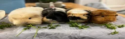 Guinea Pig rodents for sale: WE RESCUE GUINEA PIGS, RABBITS, CHINCHILLAS ECT - Advert 6
