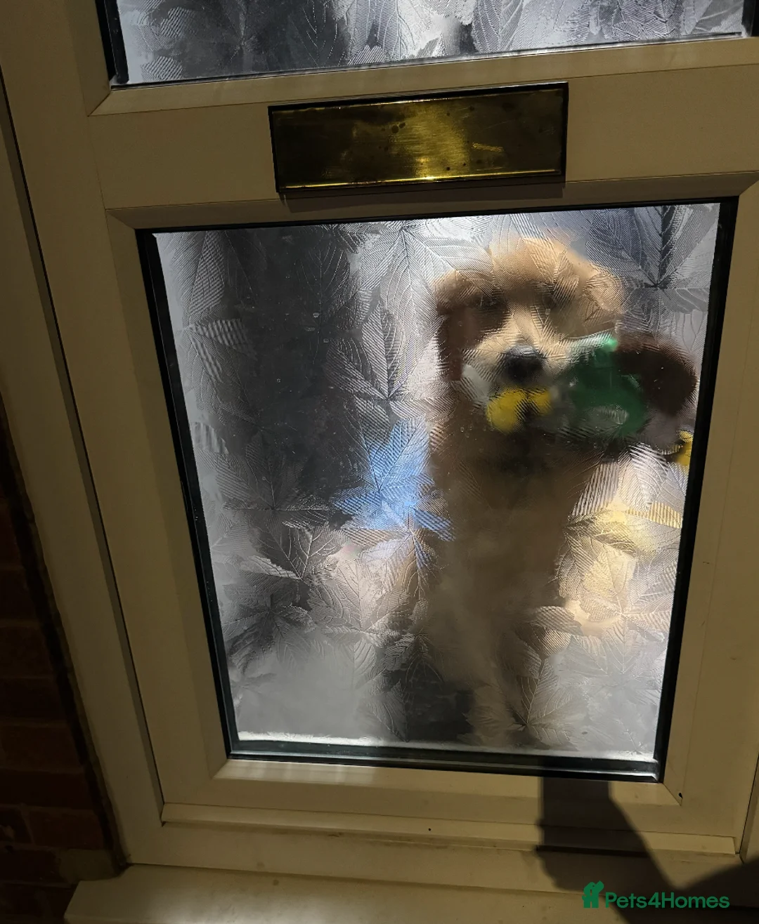 Golden Retriever dogs for stud: 5th Generation 2yo Toasted Golden Retriever - Advert 4