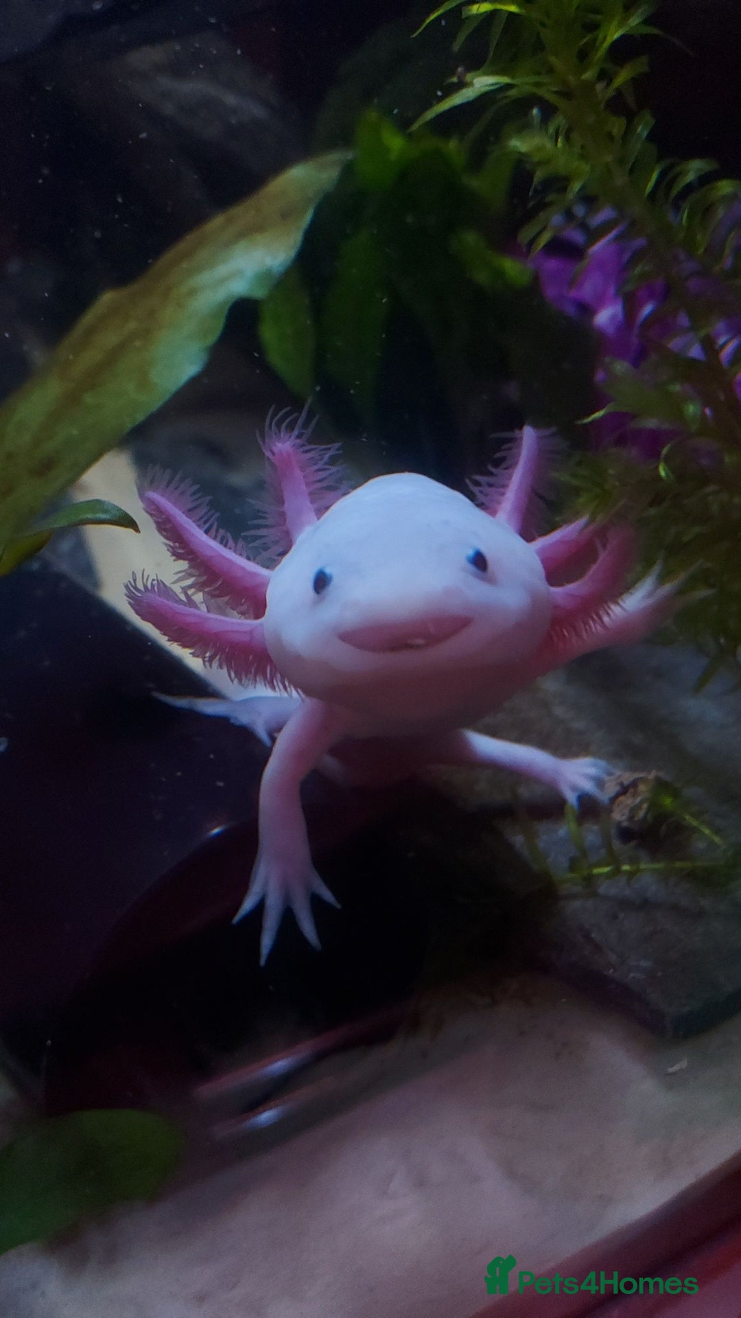 Axolotl reptiles for sale: Two healthy male axolotls, leucisistic and Wild - Advert 2