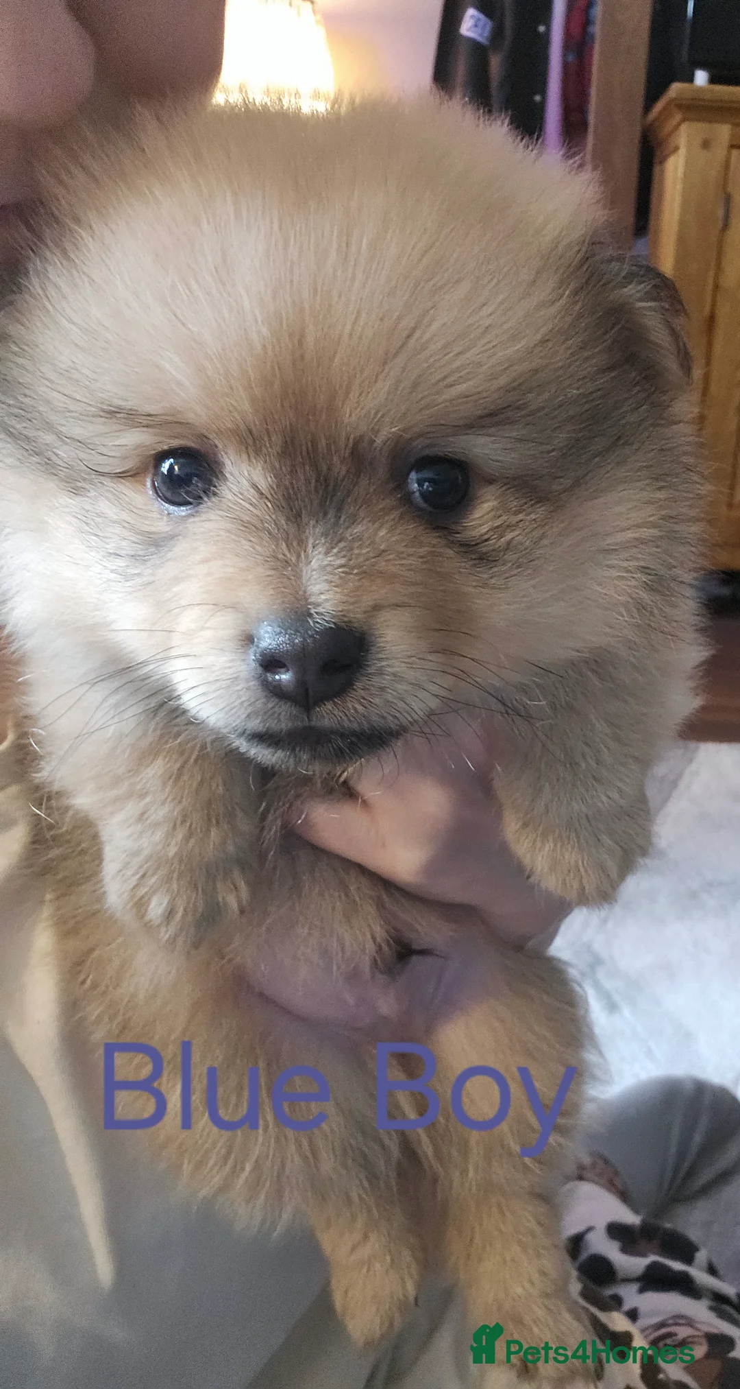 Pomeranian dogs for sale: 4 baby pomeranians for sale - Advert 18