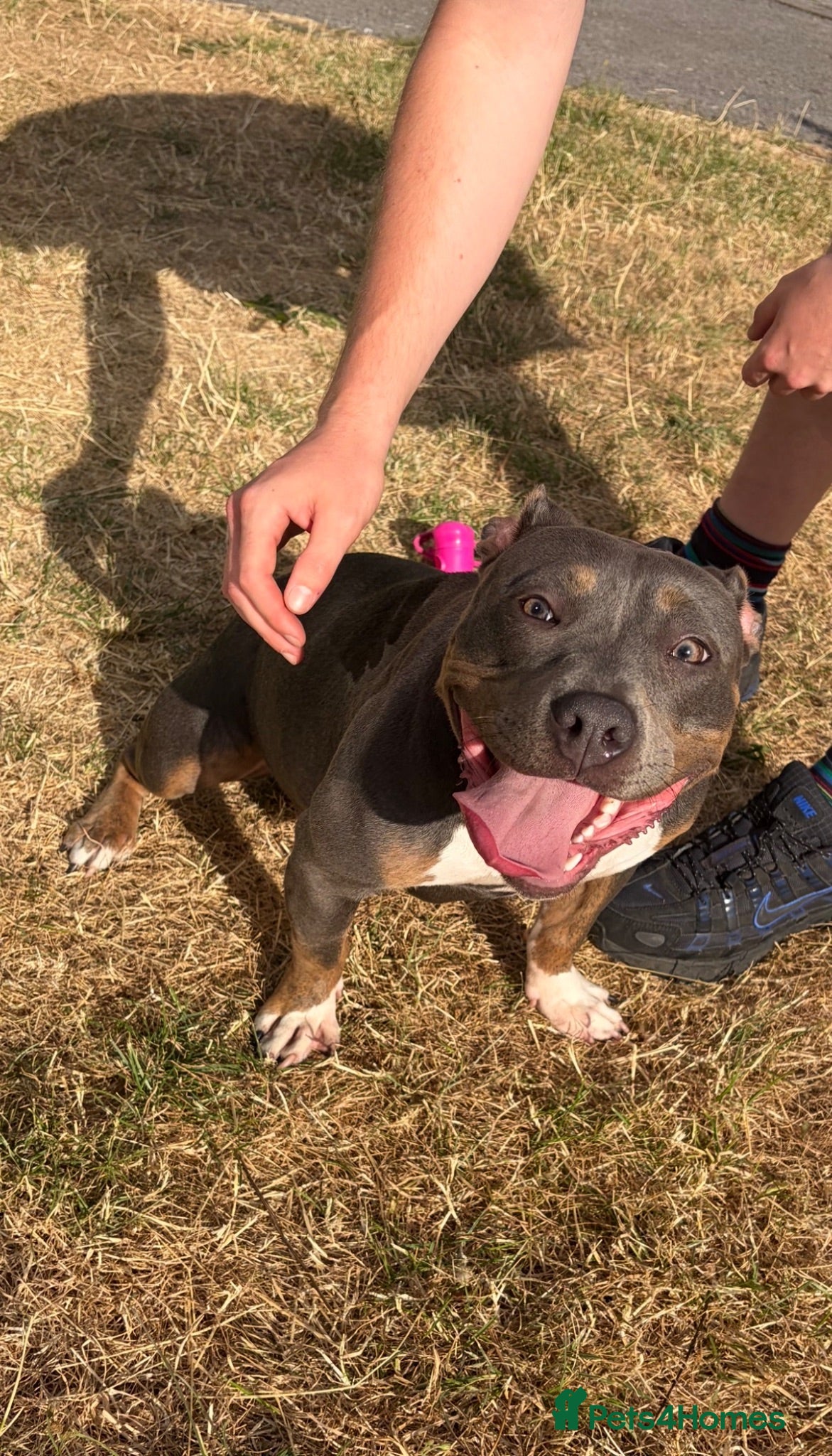 American Bully dogs Pocket bully for sale  - Advert 2
