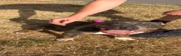 American Bully dogs for sale: Pocket bully for sale  - Advert 1