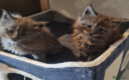 Maine Coon cats for sale: Full Pedigree Mainecoons available  - Image 6