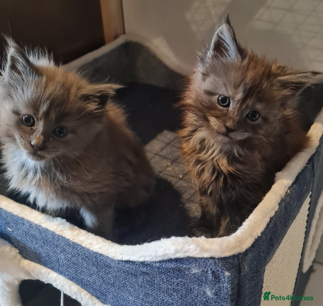 Maine Coon cats for sale: Full Pedigree Mainecoons available  - Image 6