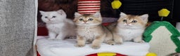 British Shorthair cats for sale: British shorthair pedigree kittens - Advert 7