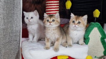 British Shorthair cats British shorthair pedigree kittens - Advert 13