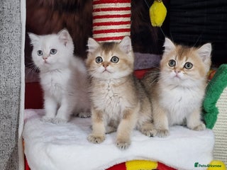 British Shorthair cats British shorthair pedigree kittens - Advert 6