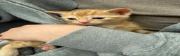 Mixed Breed cats for sale: Ginger cat in London - Advert 5