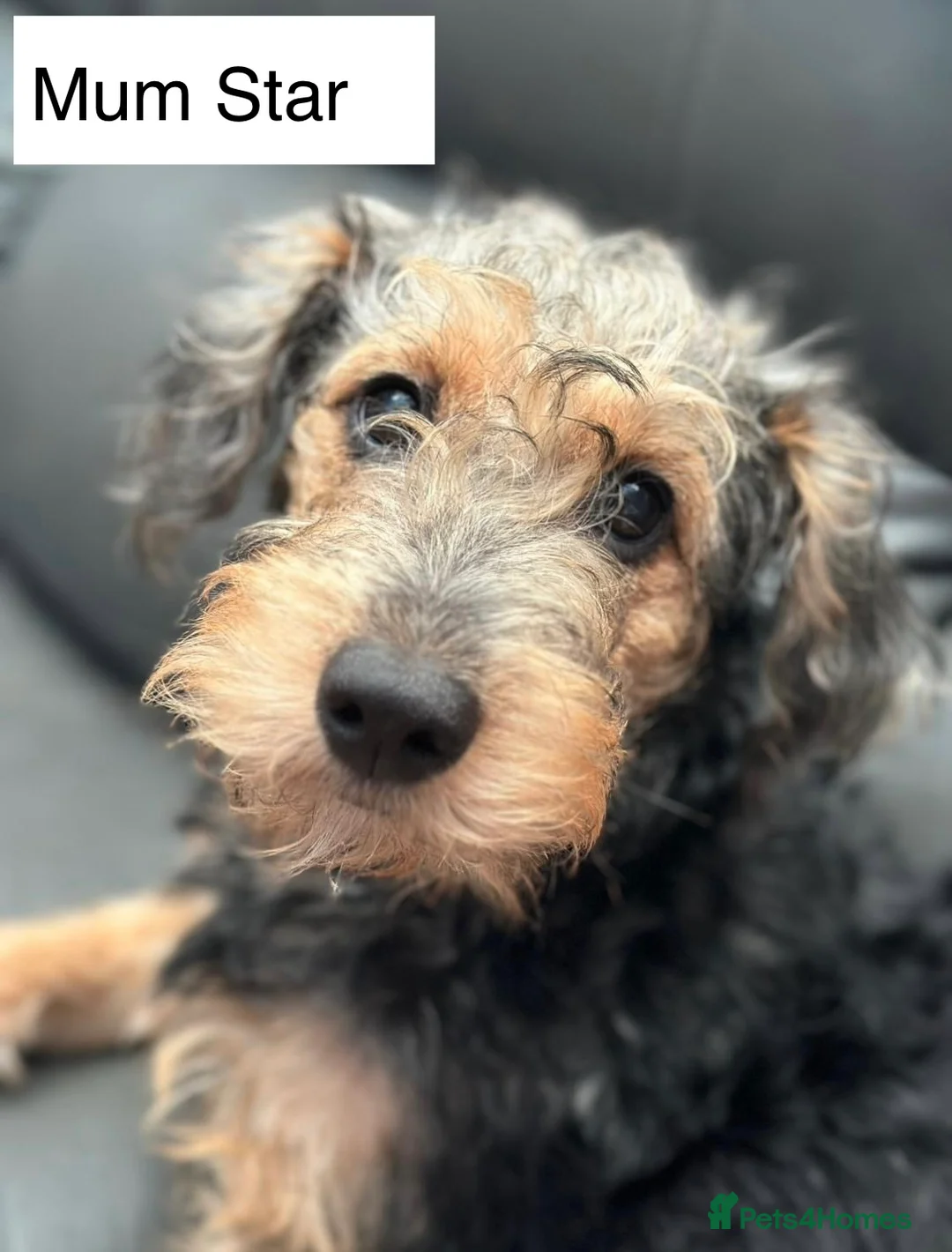 Mixed Breed dogs for sale: Airedale X Cockapoo  - Advert 19