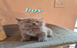British Shorthair cats for sale: BSH kittens for new home  - Image 12