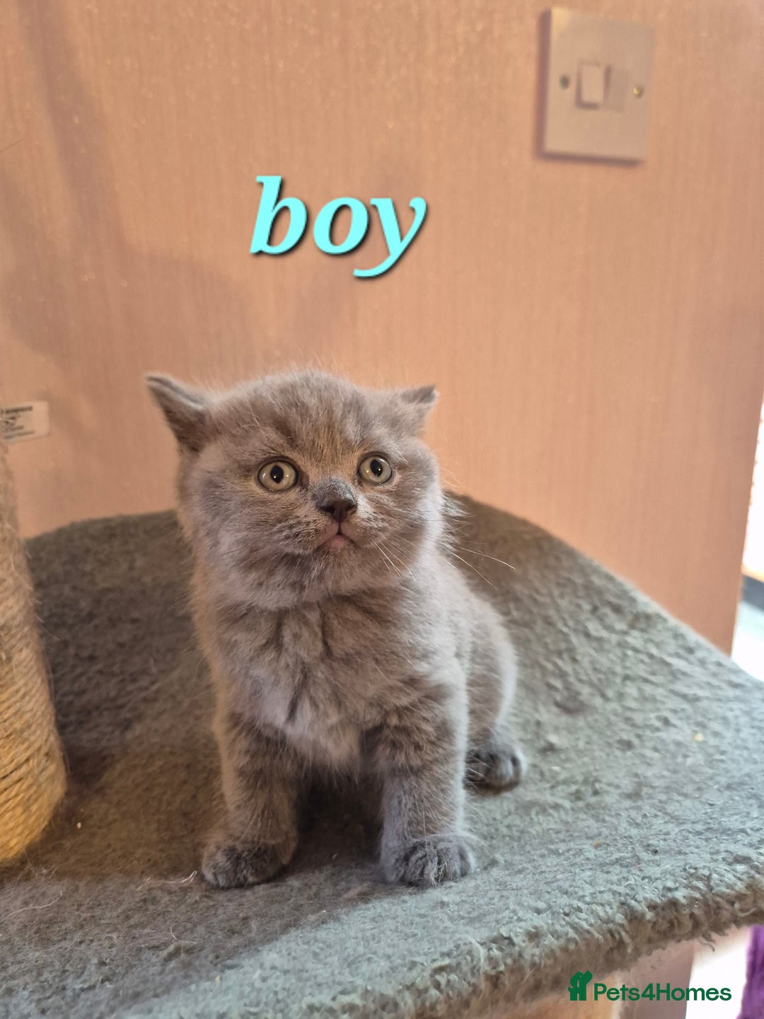 British Shorthair cats for sale: BSH kittens for new home  - Image 12