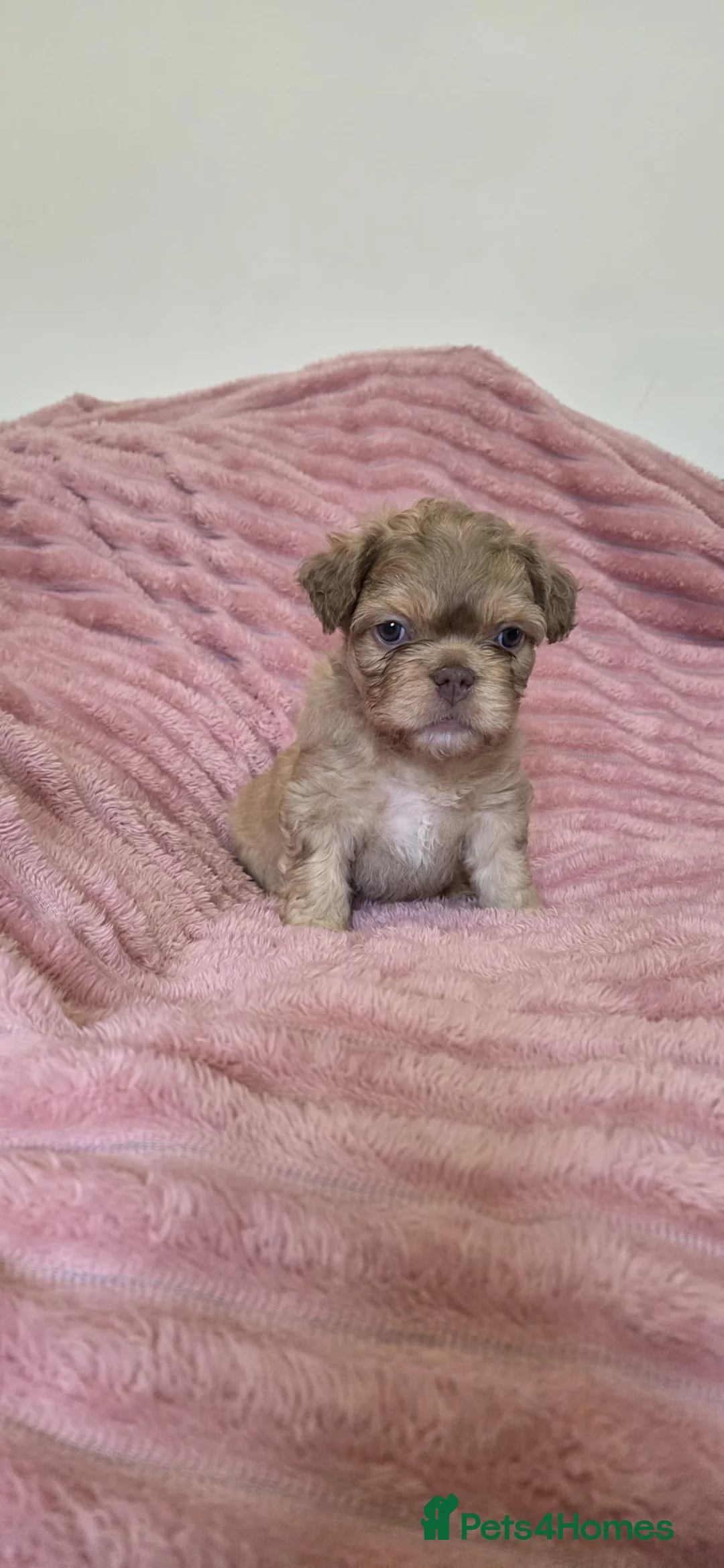 French Bulldog dogs for sale: Adorable fluffy floodle french bulldogs - Advert 1