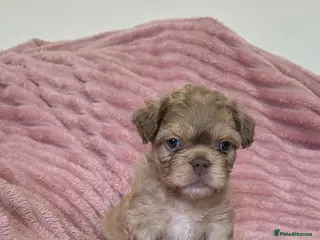 French Bulldog dogs Adorable fluffy floodle french bulldogs - Advert 10