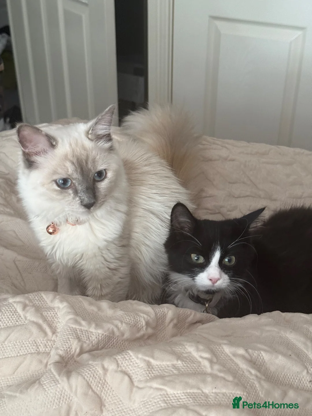 Ragdoll cats for sale: Half Ragdoll kittens for sale in Willenhall - Advert 2