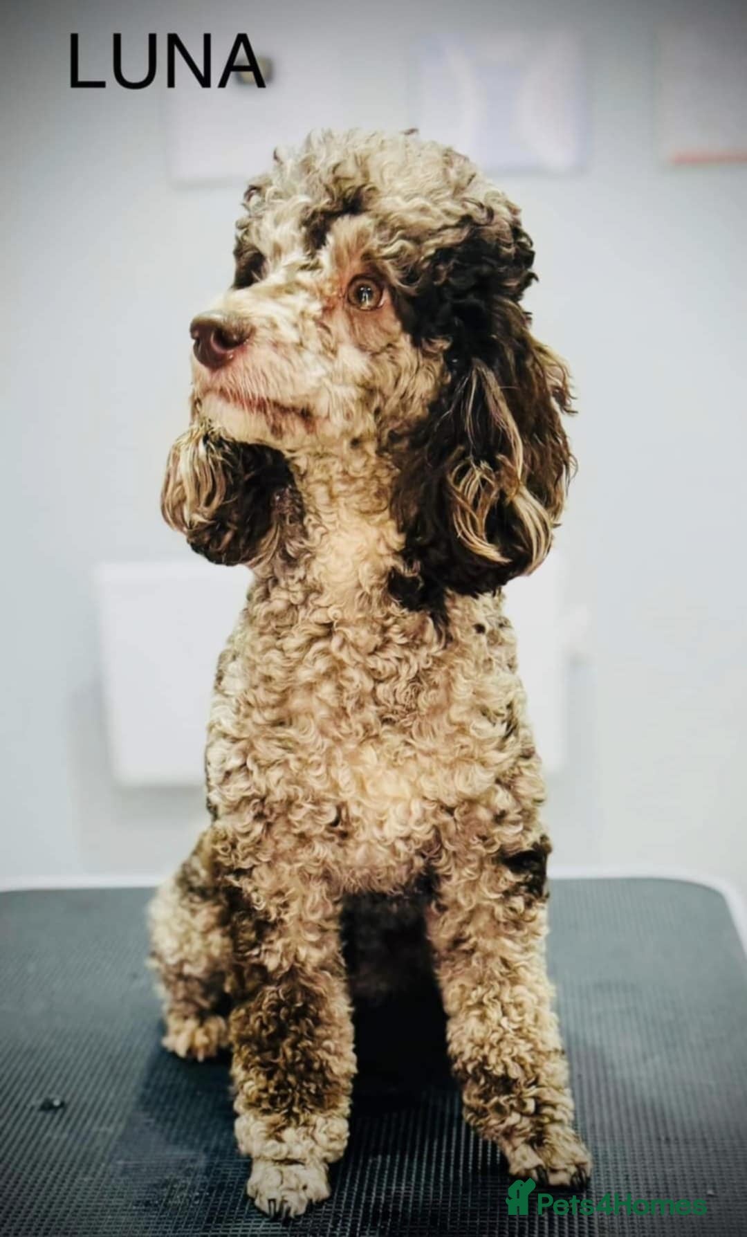 Miniature Poodle dogs for sale: Beautiful parti/merle miniature poodles   - Advert 1