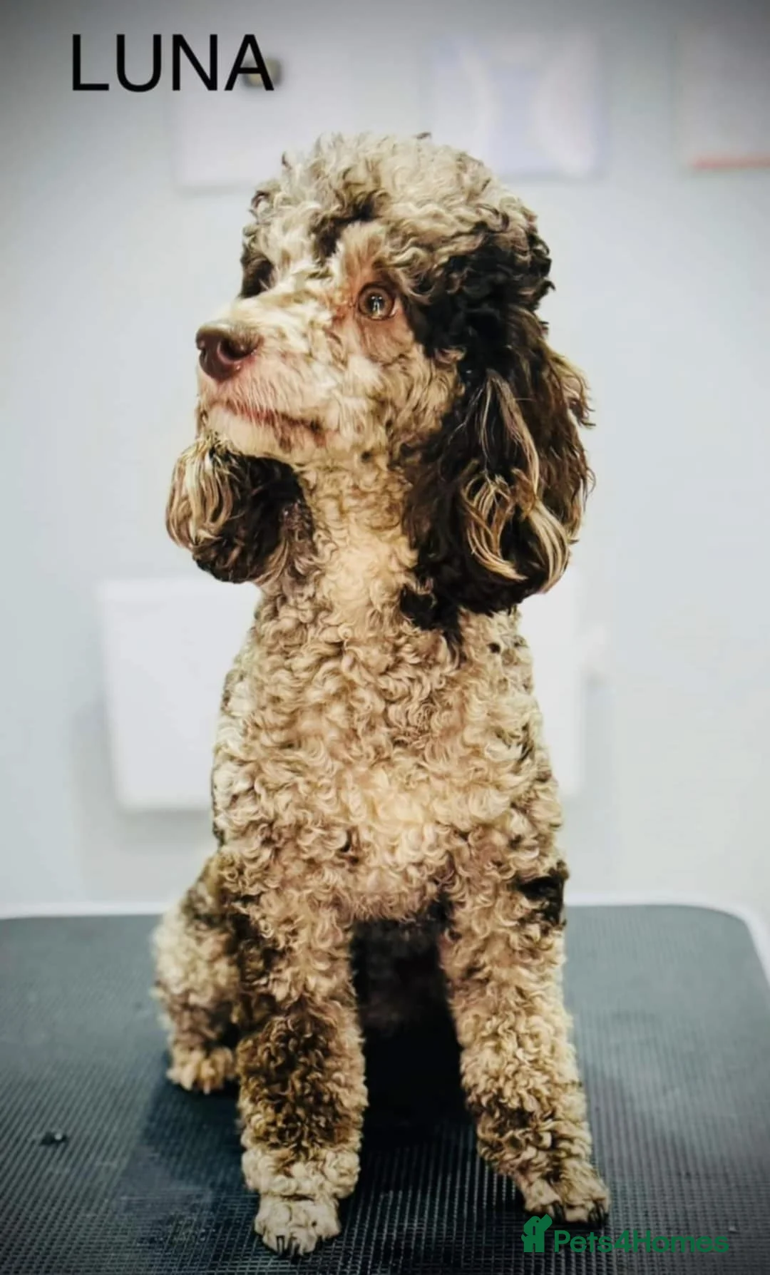 Miniature Poodle dogs for sale: Beautiful parti/merle miniature poodles   - Advert 1