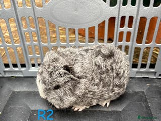 Guinea Pig rodents Baby Swiss guinea pigs for sale - Advert 1