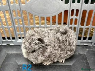 Guinea Pig rodents Baby Swiss guinea pigs for sale - Advert 2