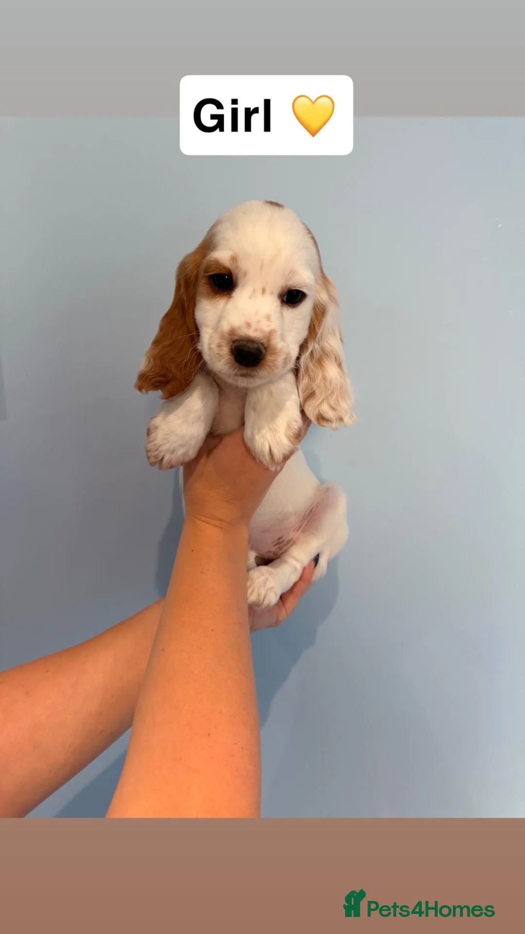 Cocker Spaniel dogs for sale: Cocker Spaniel Puppies - Advert 2