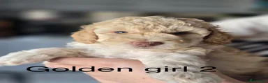 Golden girl 2