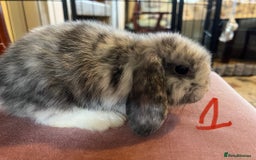 Mini Lop rabbits for sale: A Pair of Stunning Mini Lop Boys - Image 8