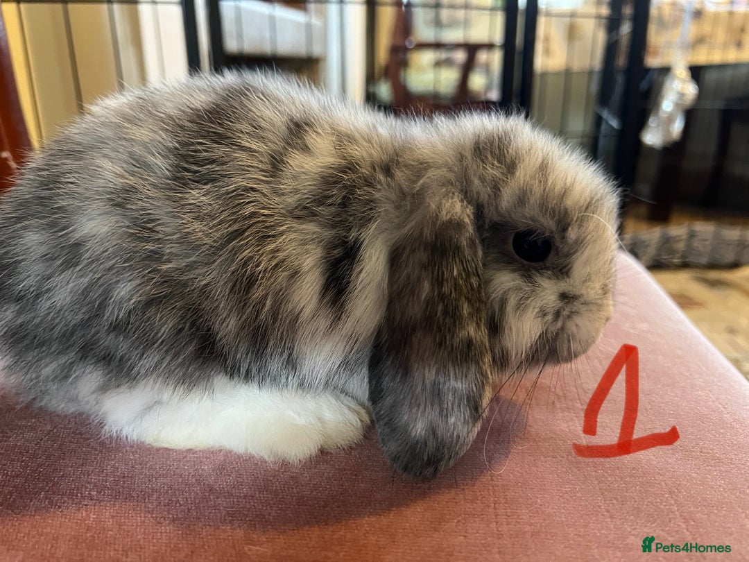 Mini Lop rabbits for sale: A Pair of Stunning Mini Lop Boys - Image 8