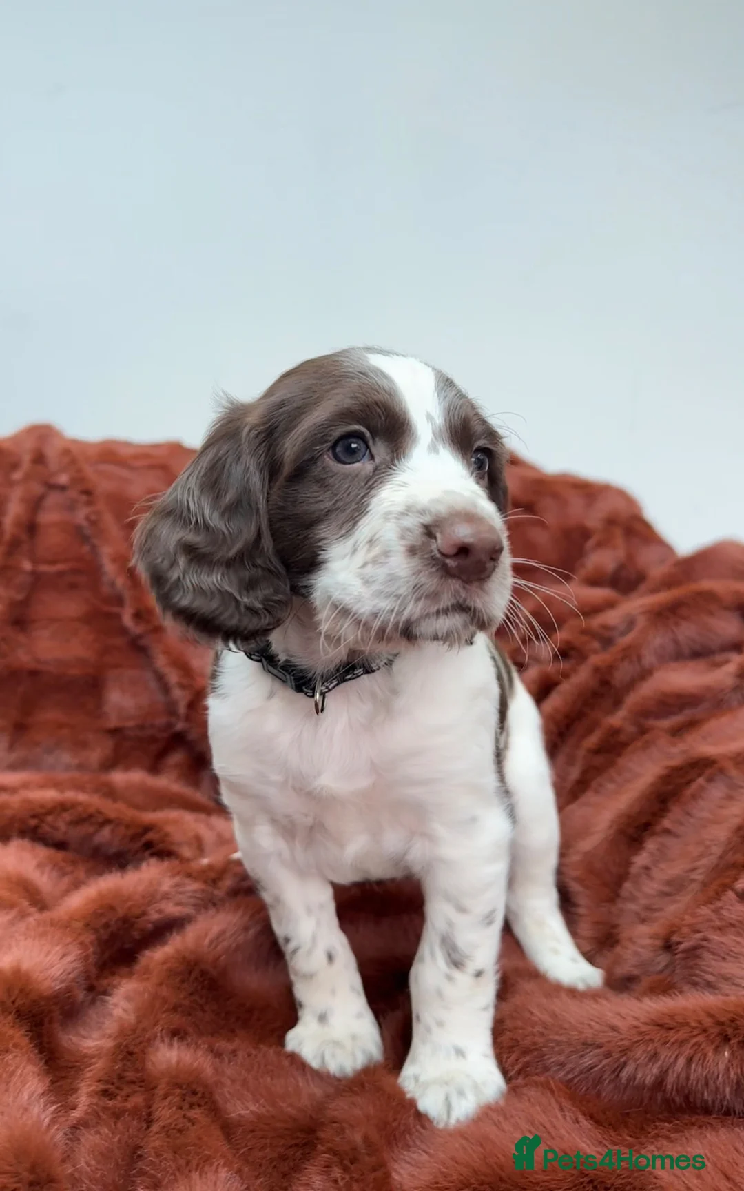 Sprocker dogs for sale: Stunning sprocker spaniels in Doncaster - Advert 9