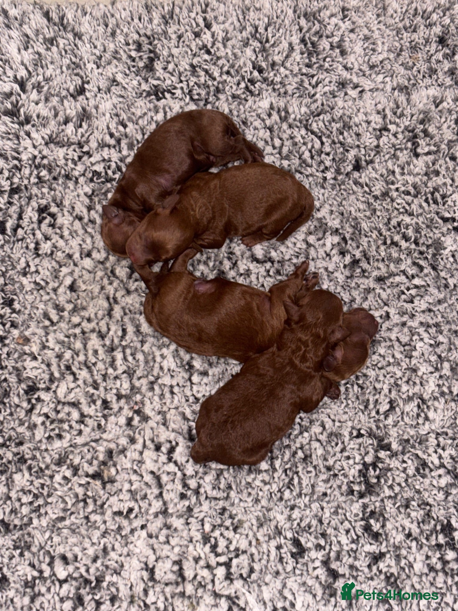 Toy Poodle dogs Tiny Toy ×Asian Poodle Puppies Ready 21/09/26 - Advert 1