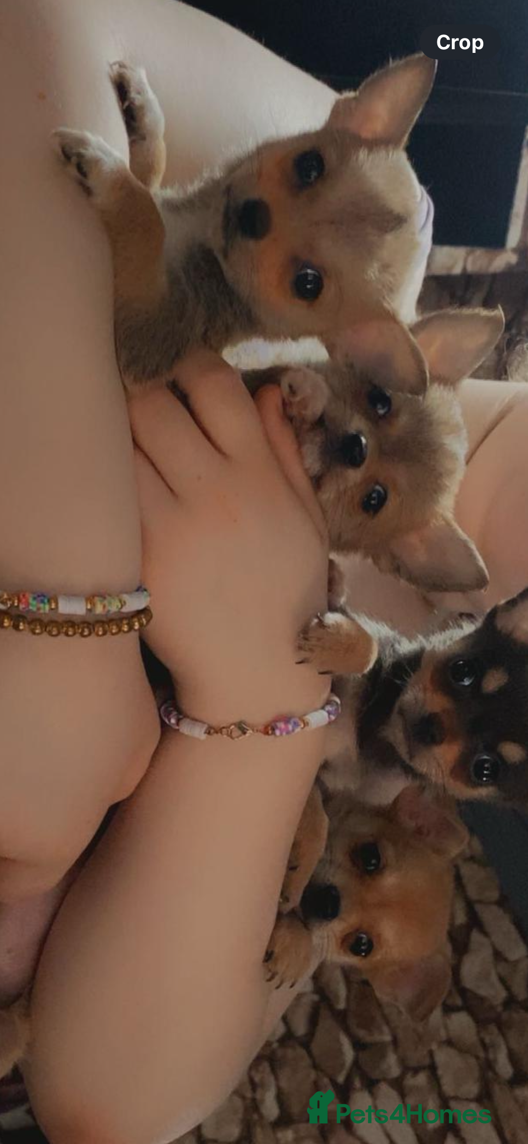 Chihuahua dogs for sale: Chihuahua pups  - Image 1