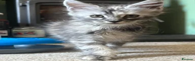 Maine Coon 4 Opal