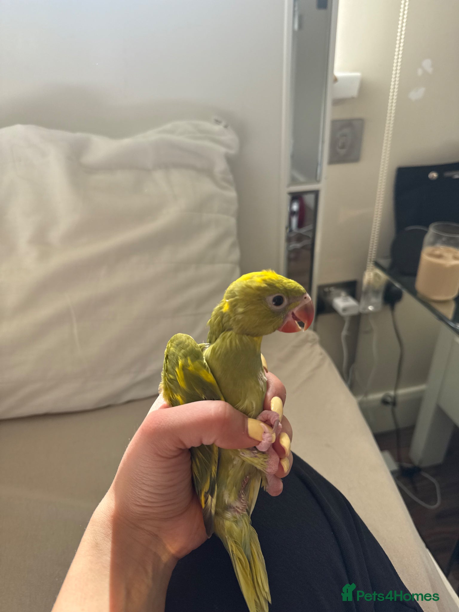 Ringnecks birds Bluey-4weeks🐣-IndianRingNeck-Handtamed - Advert 8
