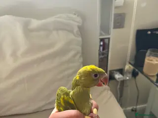 Ringnecks birds Bluey-4weeks🐣-IndianRingNeck-Handtamed - Advert 7
