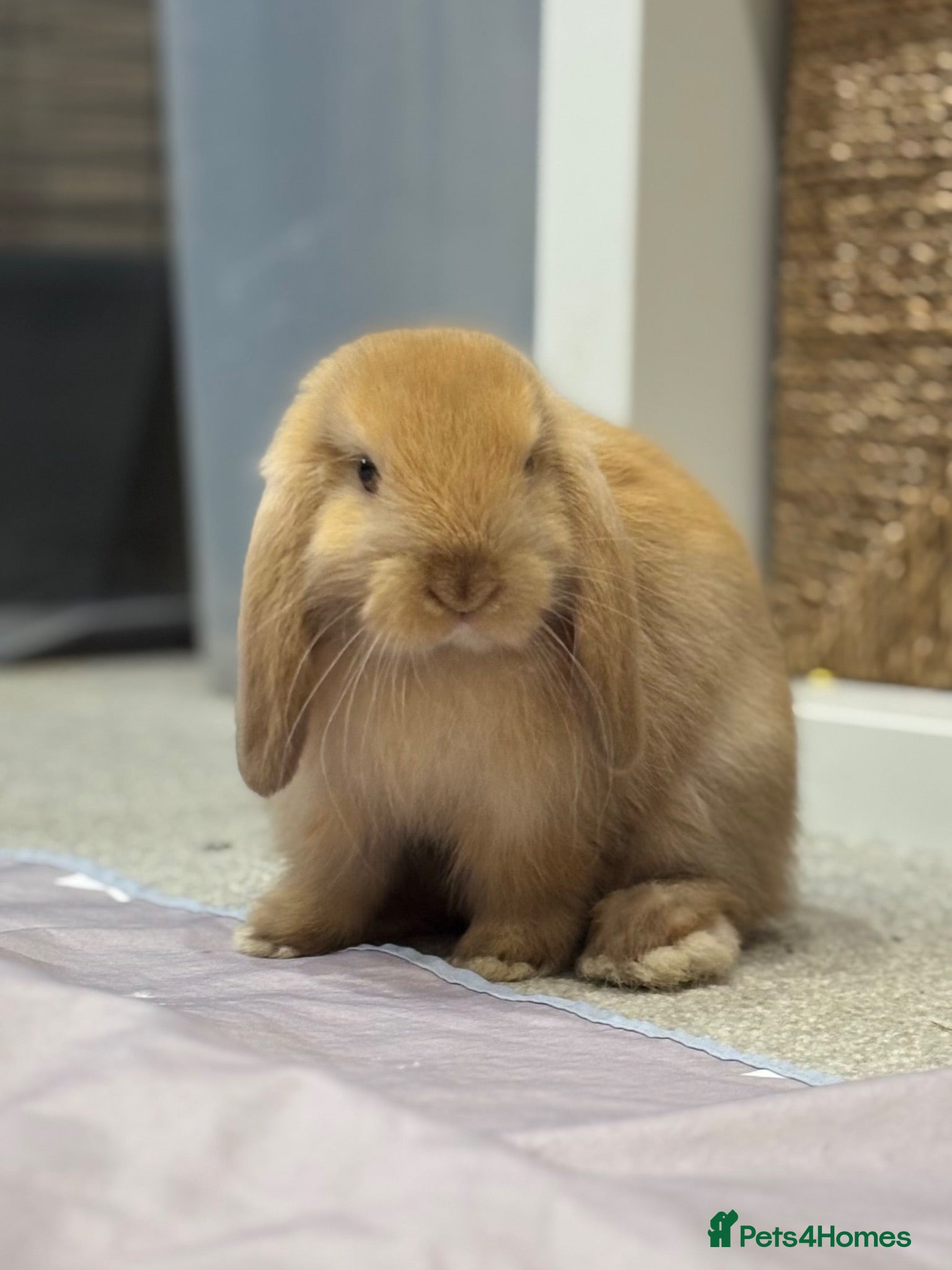 Mini Lop rabbits Baby Mini lops - indoor homes only  - Advert 2