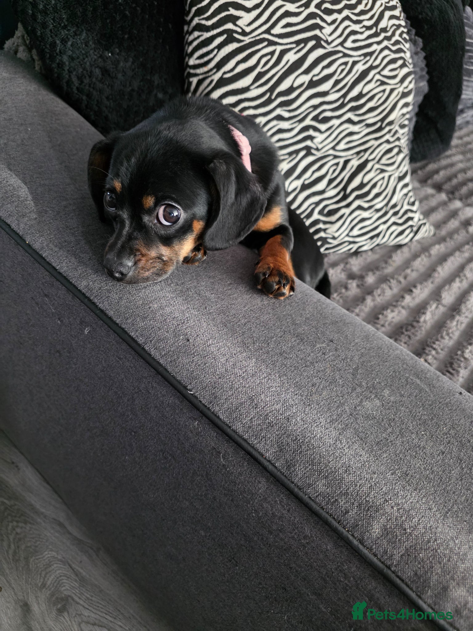 Mixed Breed dogs for sale: Dashaund/pug for sale in Liverpool - Advert 2