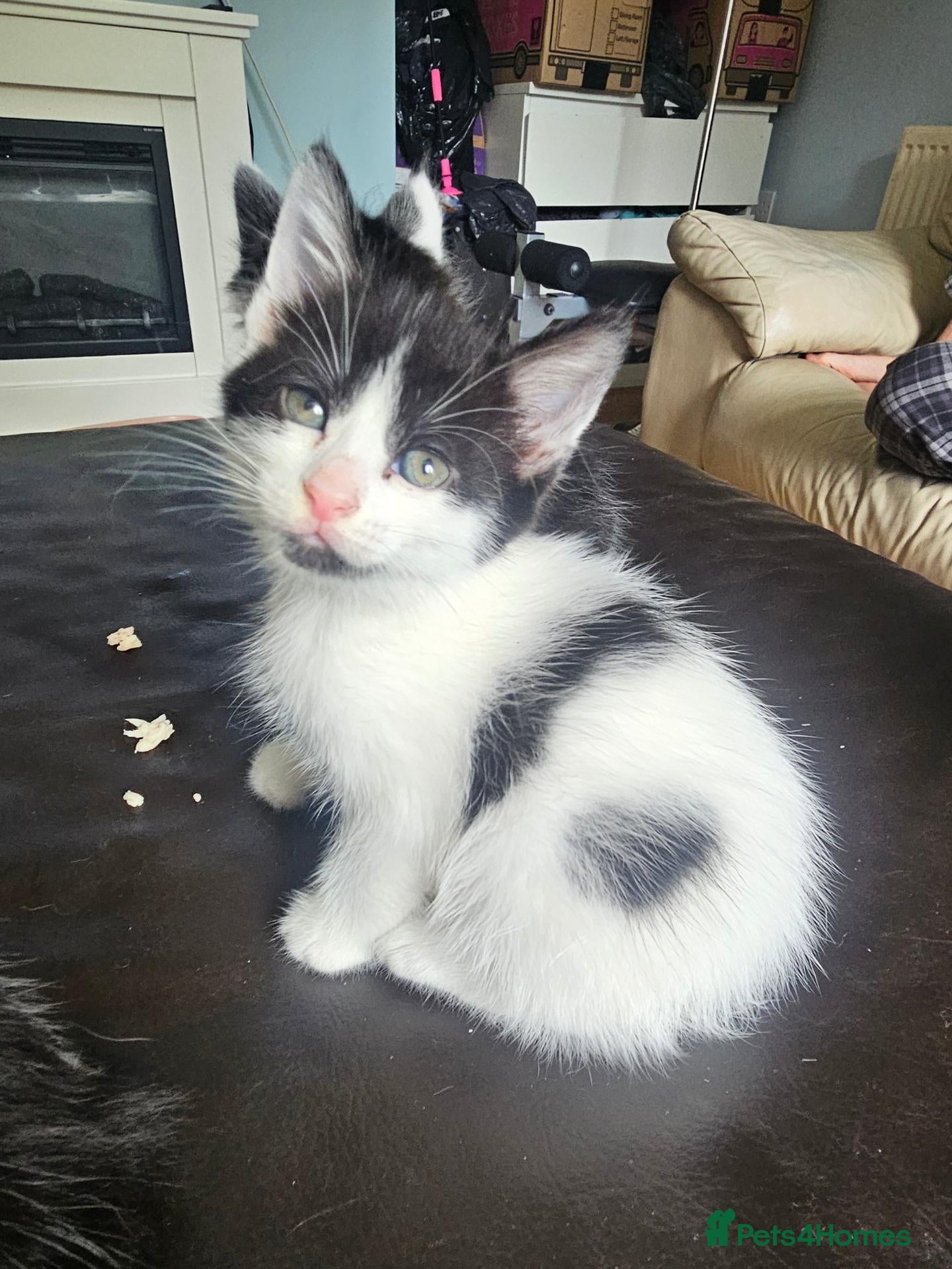 Mixed Breed cats 1 play little girl left ♥️♥️ - Advert 14