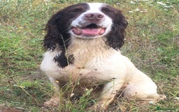 English Springer Spaniel dogs for sale: Lovely KC reg working spaniel  - Image 3