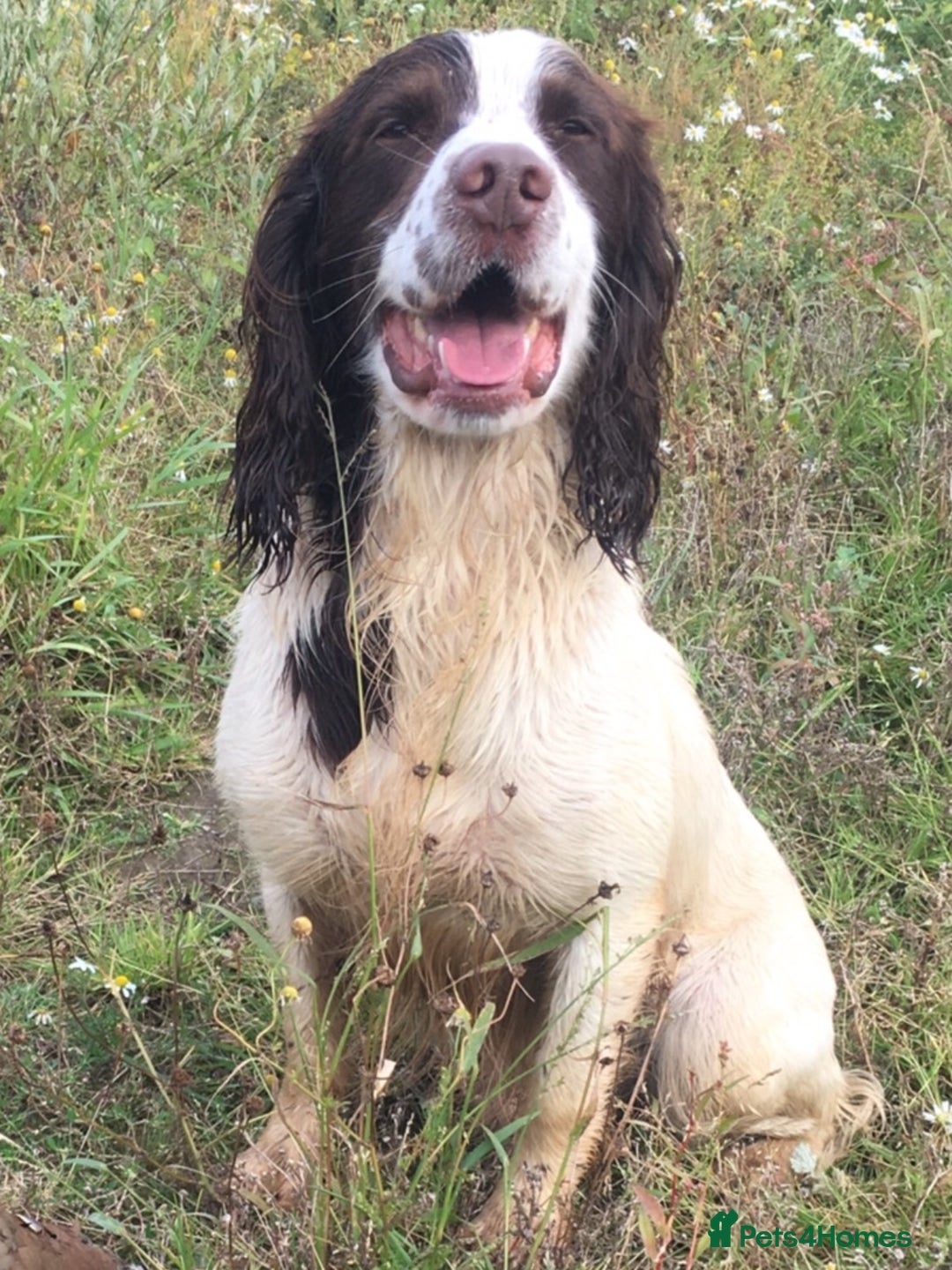 English Springer Spaniel dogs for sale: Lovely KC reg working spaniel  - Image 3